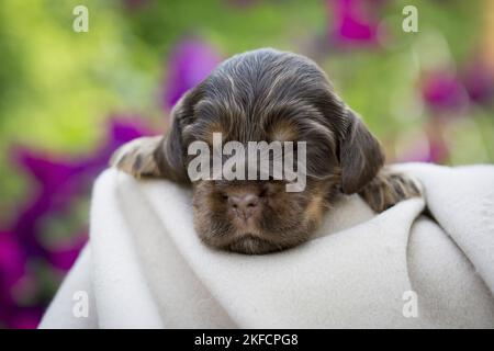 Liegender englischer Cocker Spaniel Welpe Stockfoto
