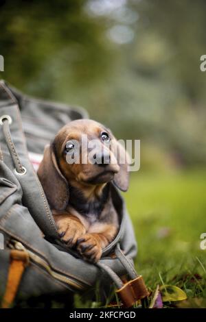 Dackel-Welpe im Rucksack Stockfoto