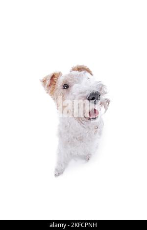 Fox Terrier vor weißem Hintergrund Stockfoto