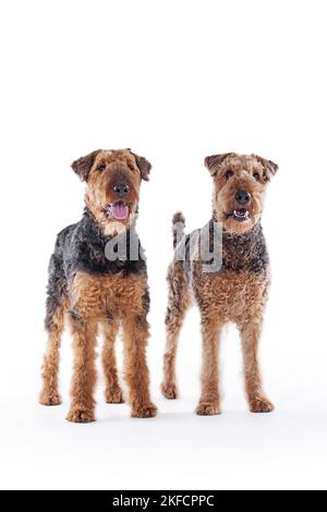 Airedale Terrier vor weißem Hintergrund Stockfoto