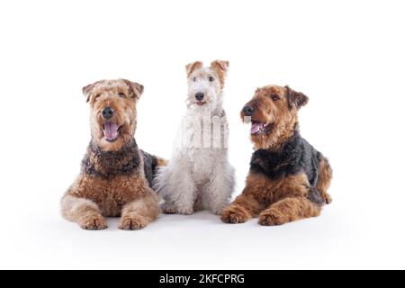 Airedale Terrier und Foxterrier Stockfoto