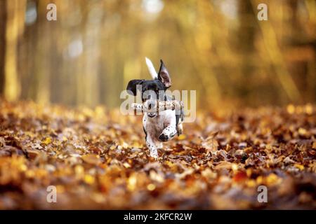 Dackel im Herbstwald Stockfoto