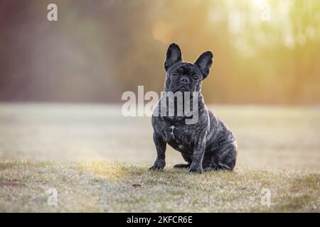 Sitzende französische Bulldogge Stockfoto