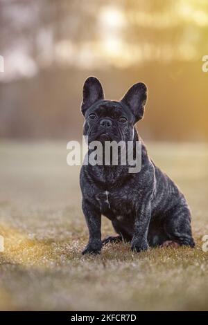 Sitzende französische Bulldogge Stockfoto