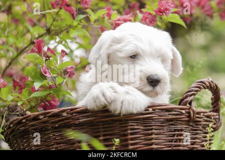 Old English Sheepdog Puppy im Korb Stockfoto