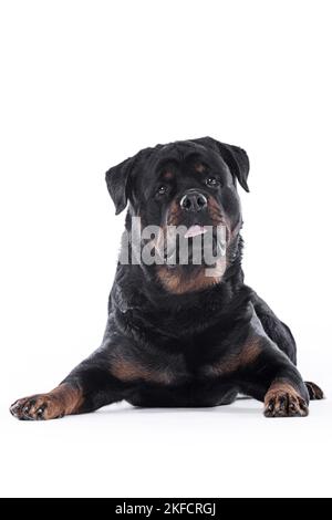 Rottweiler vor weißem Hintergrund Stockfoto
