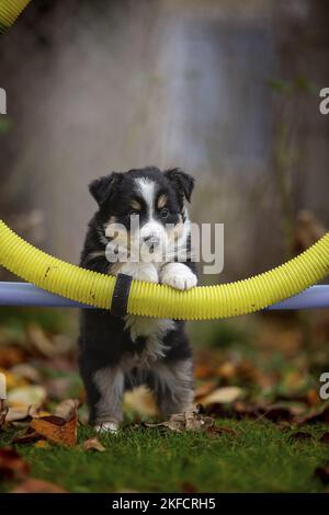 Standing Miniature American Shepherd Puppy Stockfoto