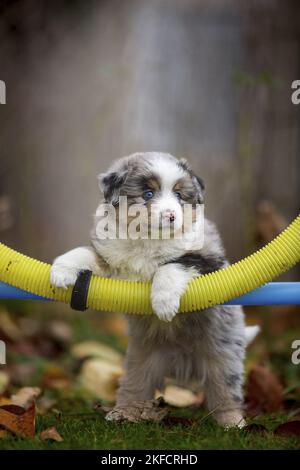 Standing Miniature American Shepherd Puppy Stockfoto