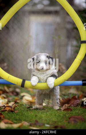 Standing Miniature American Shepherd Puppy Stockfoto