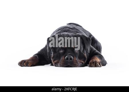 Rottweiler vor weißem Hintergrund Stockfoto