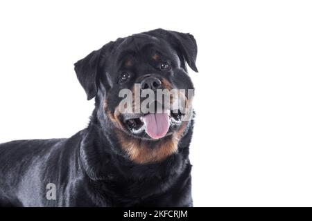 Rottweiler vor weißem Hintergrund Stockfoto