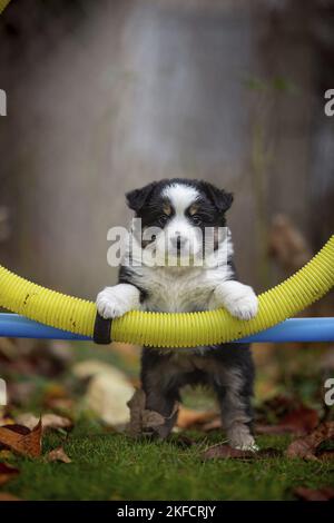 Standing Miniature American Shepherd Puppy Stockfoto