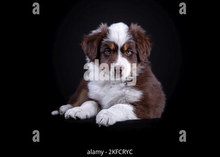 Australian Shepherd Welpen Stockfoto