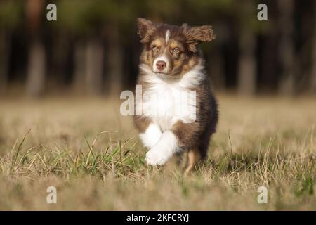 8 Wochen alter australischer Schäferhund-Rüde Stockfoto