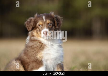 8 Wochen alter australischer Schäferhund-Rüde Stockfoto