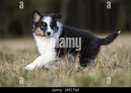 8 Wochen alter australischer Schäferhund-Rüde Stockfoto