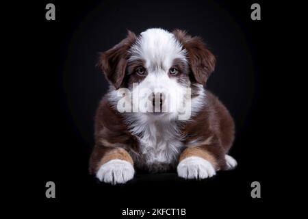 Australian Shepherd Welpen Stockfoto