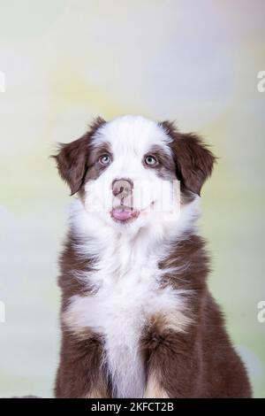 Australian Shepherd Welpen Stockfoto