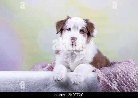 Australian Shepherd Welpen Stockfoto