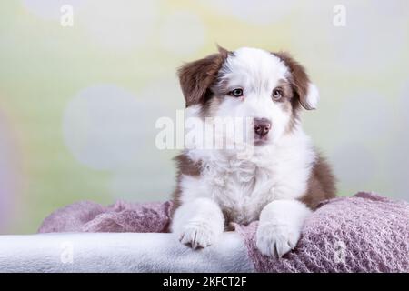 Australian Shepherd Welpen Stockfoto