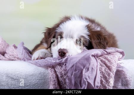 Australian Shepherd Welpen Stockfoto