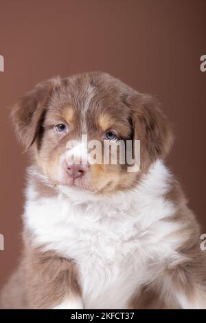 5 Wochen alter australischer Schäferhund Stockfoto