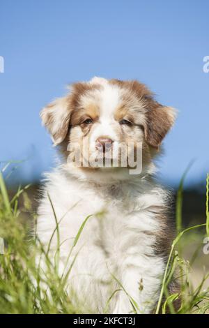 8 Wochen alter australischer Schäferhund Stockfoto