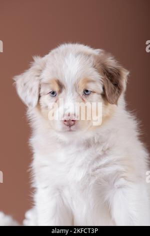 5 Wochen alter australischer Schäferhund Stockfoto