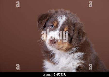 5 Wochen alter australischer Schäferhund Stockfoto