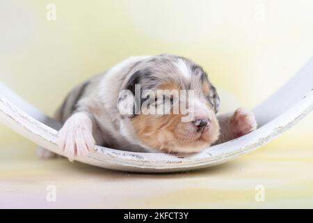 2 Wochen alter australischer Schäferhund Stockfoto
