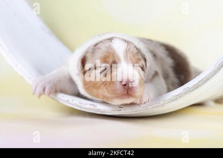 2 Wochen alter australischer Schäferhund Stockfoto
