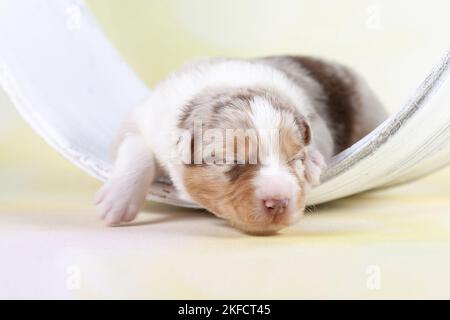 2 Wochen alter australischer Schäferhund Stockfoto