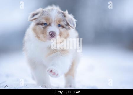 5 Wochen alter australischer Schäferhund Stockfoto