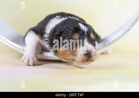 2 Wochen alter australischer Schäferhund Stockfoto