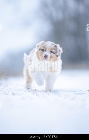 5 Wochen alter australischer Schäferhund Stockfoto