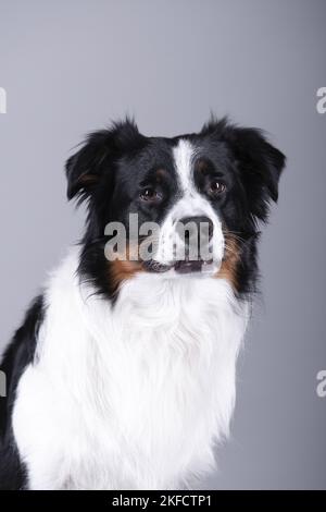 Australian Shepherd-Portrait Stockfoto
