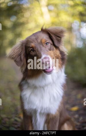 Australian Shepherd-Portrait Stockfoto