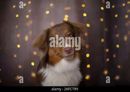 Australian Shepherd-Portrait Stockfoto