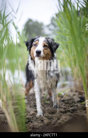 stehende Australian Shepherd Stockfoto