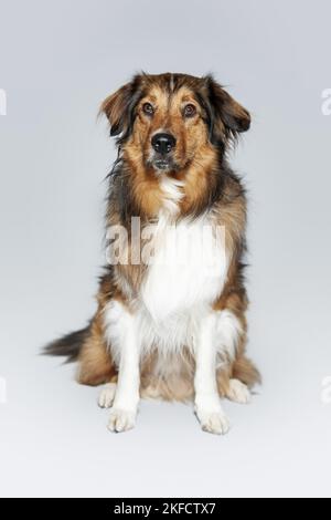 Sitzender Australier-Schäferhund-Mongrel Stockfoto