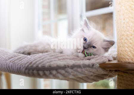 Ragdoll Kätzchen Stockfoto