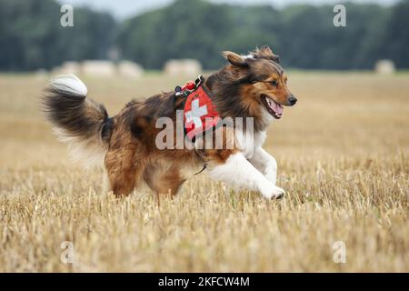 Mantrailing Stockfoto