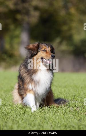 Sitzender Australier-Schäferhund-Mongrel Stockfoto