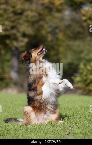 Sitzender Australier-Schäferhund-Mongrel Stockfoto