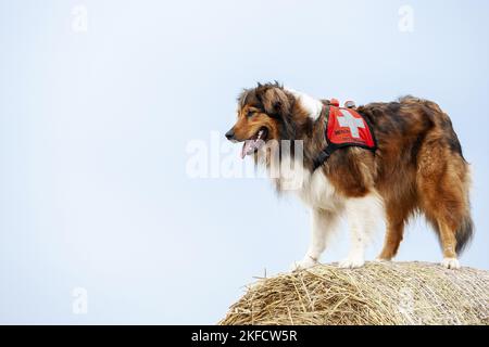 Stehend Australian-Shepherd-Mongrel Stockfoto