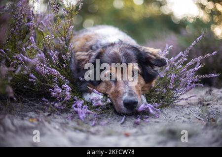 Australian-Shepherd-Mongrel in der Heide Stockfoto