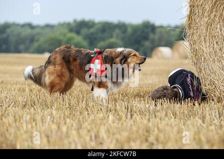 Mantrailing Stockfoto