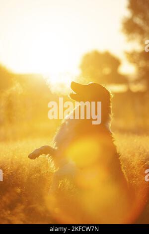 Sitzender Australier-Schäferhund-Mongrel Stockfoto
