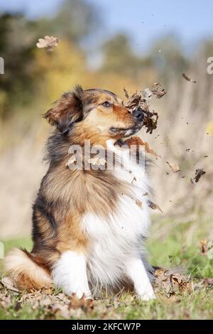 Sitzender Australier-Schäferhund-Mongrel Stockfoto