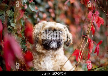 Shih Tzu zwischen roten Weinblättern Stockfoto